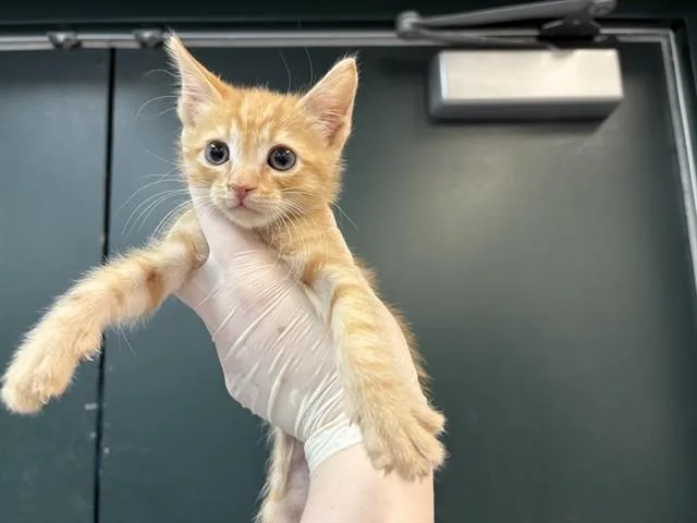 A baby small-sized male Domestic Short Hair cat named Grasshopper for adoption in Thousand Palms, CA