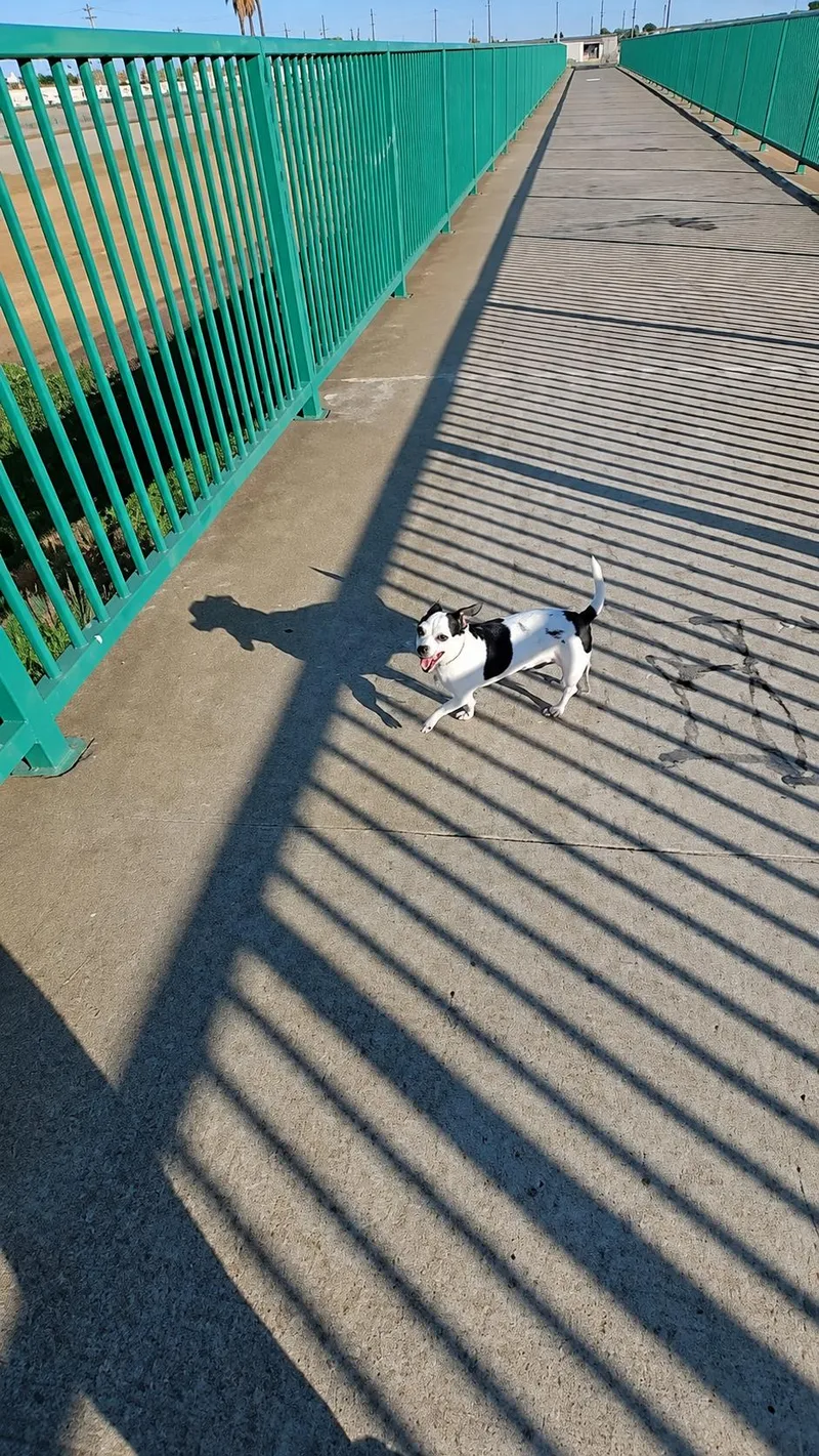 An adult small-sized male Harlequin Jack Russell Terrier dog named Biscuit for adoption in San Francisco, CA
