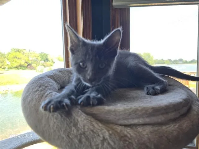 A baby small-sized male Domestic Short Hair cat named Grady for adoption in Omaha, NE