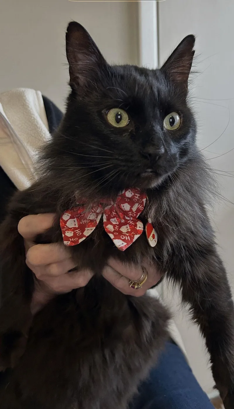 Tommy Albert  Black thumbnail 2