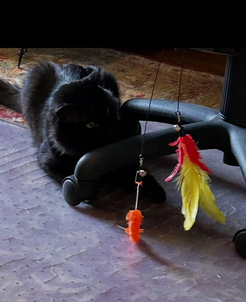 Tommy Albert  Black thumbnail 3