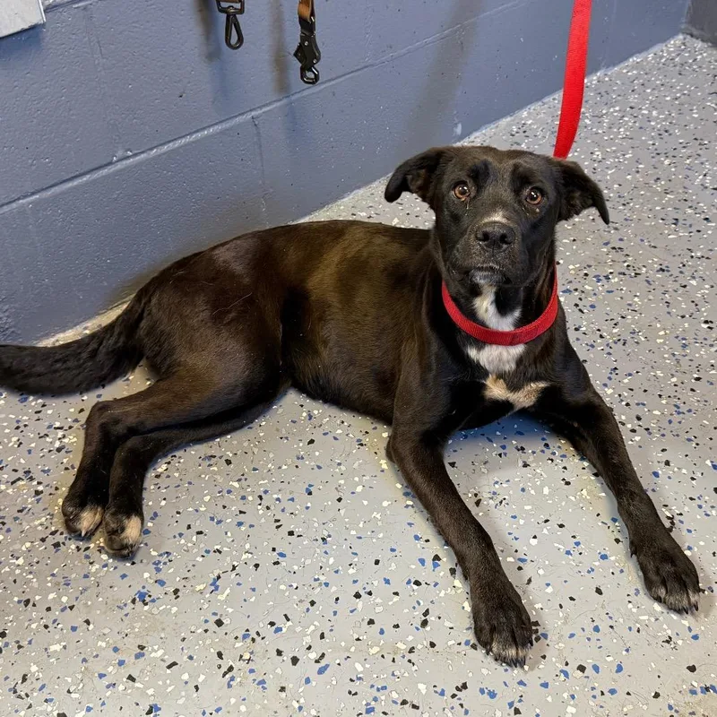 An adult medium-sized male Black Labrador Retriever dog named Tuscstray for adoption in Tuscaloosa, AL