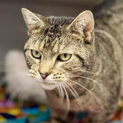 An adult small-sized female Gray / Blue / Silver Domestic Short Hair cat named Noelle for adoption in Atlanta, GA