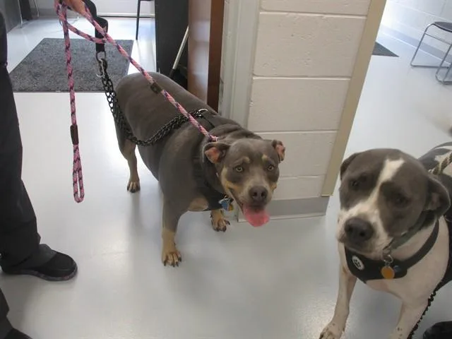 A young medium-sized female English Bulldog dog named Elsa for adoption in Ocala, FL