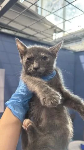 A baby small-sized female Domestic Short Hair cat named Flor for adoption in San Bernardino, CA