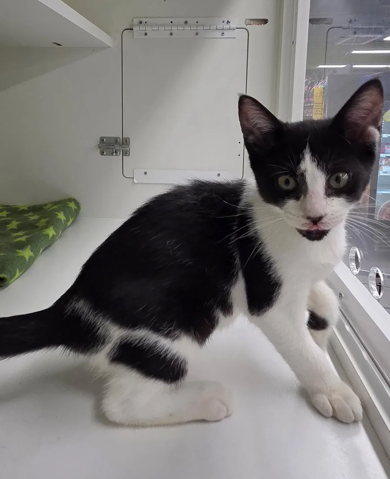 A baby medium-sized female Black & White / Tuxedo Domestic Short Hair cat named Toffee for adoption in Wantagh, NY