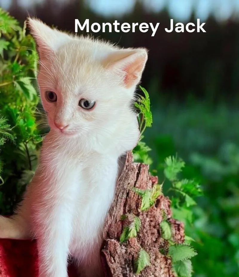 A baby medium-sized male Buff / Tan / Fawn Domestic Short Hair cat named Monterey Jack for adoption in Weems, VA