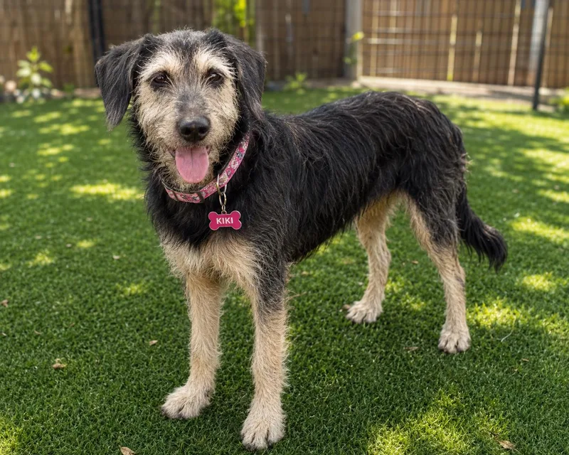 A young medium-sized female Black Wirehaired Terrier dog named Kiki for adoption in Houston, TX