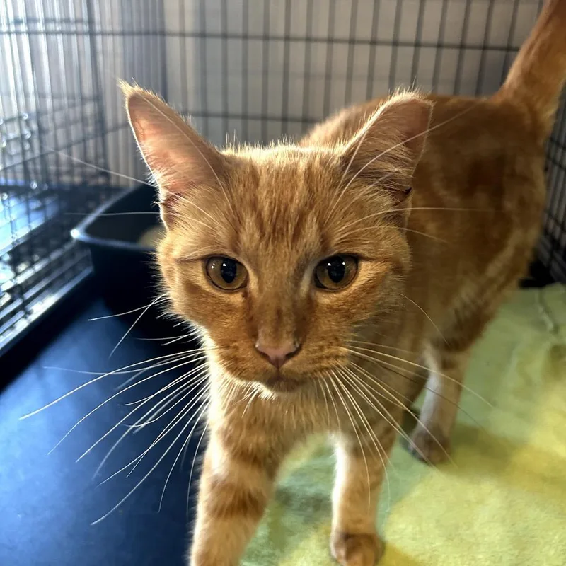 An adult small-sized male Orange / Red Domestic Short Hair cat named Meow for adoption in Midland, TX