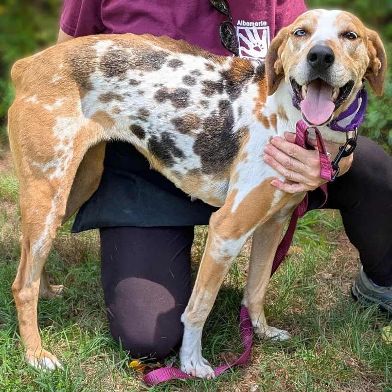 An adult medium-sized female Yellow / Tan / Blond / Fawn Catahoula Leopard Dog dog named Peach Pie for adoption in Charlottesville, VA