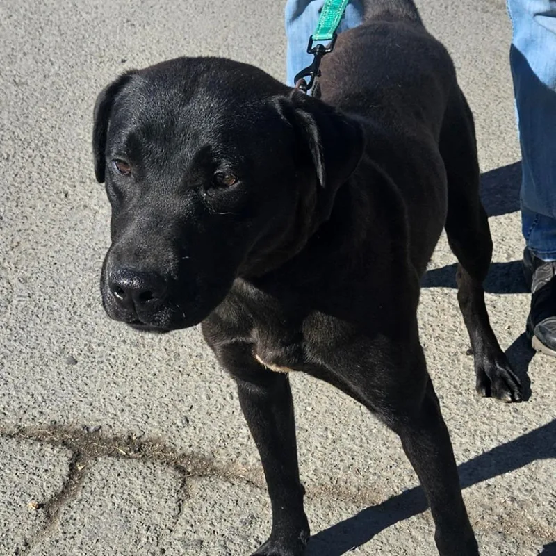 A young medium-sized male Mixed Breed dog named Brooks for adoption in Ballston Spa, NY