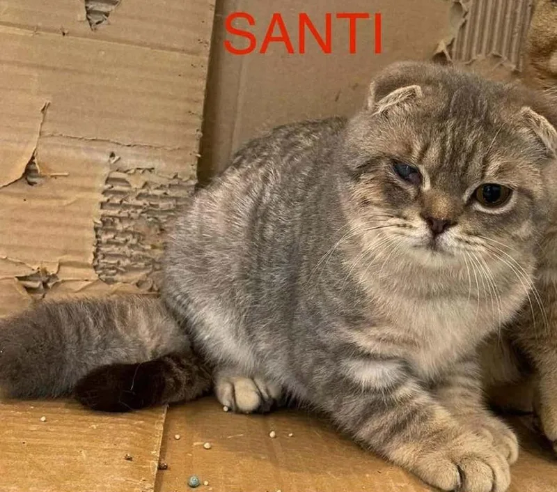 A baby large-sized male Scottish Fold cat named Santi for adoption in San Jacinto, CA