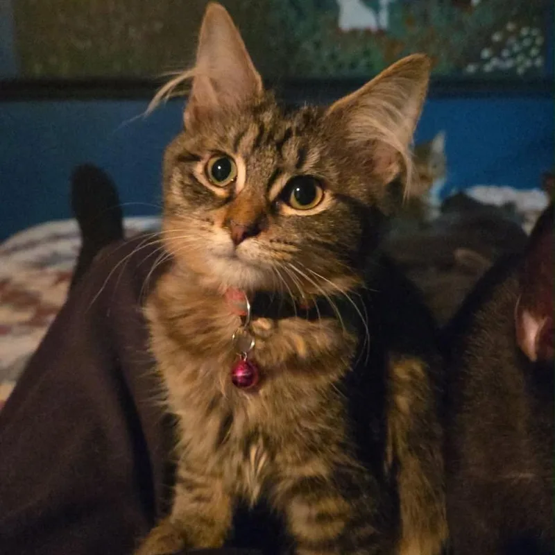 A baby medium-sized female Domestic Long Hair cat named Olesya Ilyukhina for adoption in Stoughton, WI