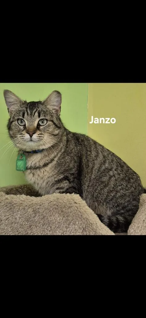 A young medium-sized male Domestic Short Hair cat named Janzo for adoption in Kendallville, IN