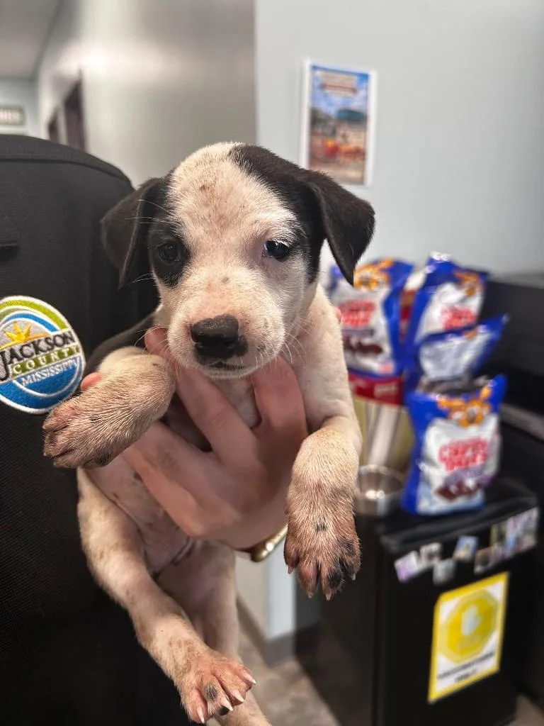 A baby small-sized female Pit Bull Terrier dog named Heather for adoption in Gautier, MS