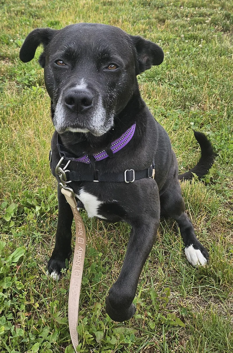 A senior large-sized female Brindle Boxer dog named Zena & Zander for adoption in Salem, NH