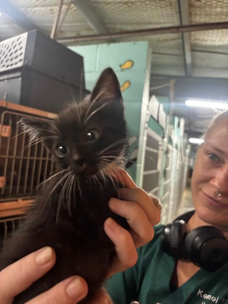 A baby medium-sized male American Shorthair cat named Proximo for adoption in Rockport, TX