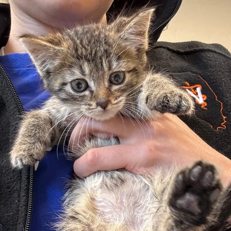 A baby medium-sized female Tabby (Buff / Tan / Fawn) Domestic Short Hair cat named Calibri for adoption in Evanston, IL