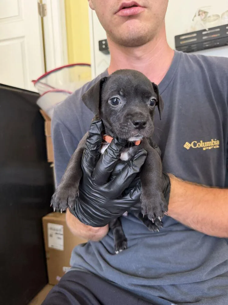 A baby small-sized female Tricolor (Brown, Black, & White) American Bulldog dog named Fontina Mozzarella for adoption in Lakeland, FL