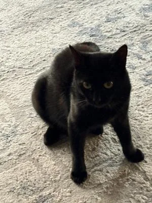 A young medium-sized female Black Domestic Short Hair cat named Jennifer Lowpaws for adoption in Mokena, IL