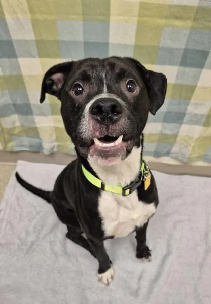 An adult medium-sized male Black Mixed Breed dog named Boomer for adoption in Hamilton, OH