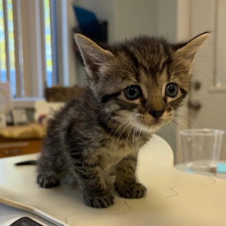 A baby small-sized female Black Domestic Short Hair cat named Winnie for adoption in Greensboro, GA