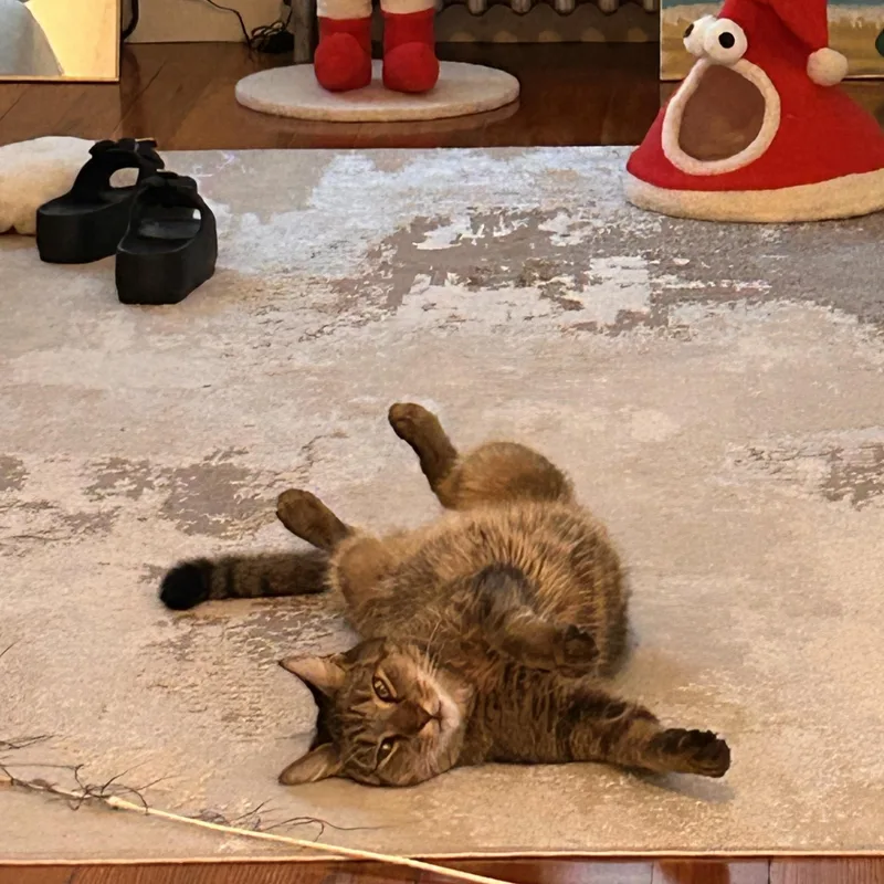 A senior medium-sized male Tabby (Brown / Chocolate) Domestic Short Hair cat named Mendelsohn for adoption in Worcester, MA