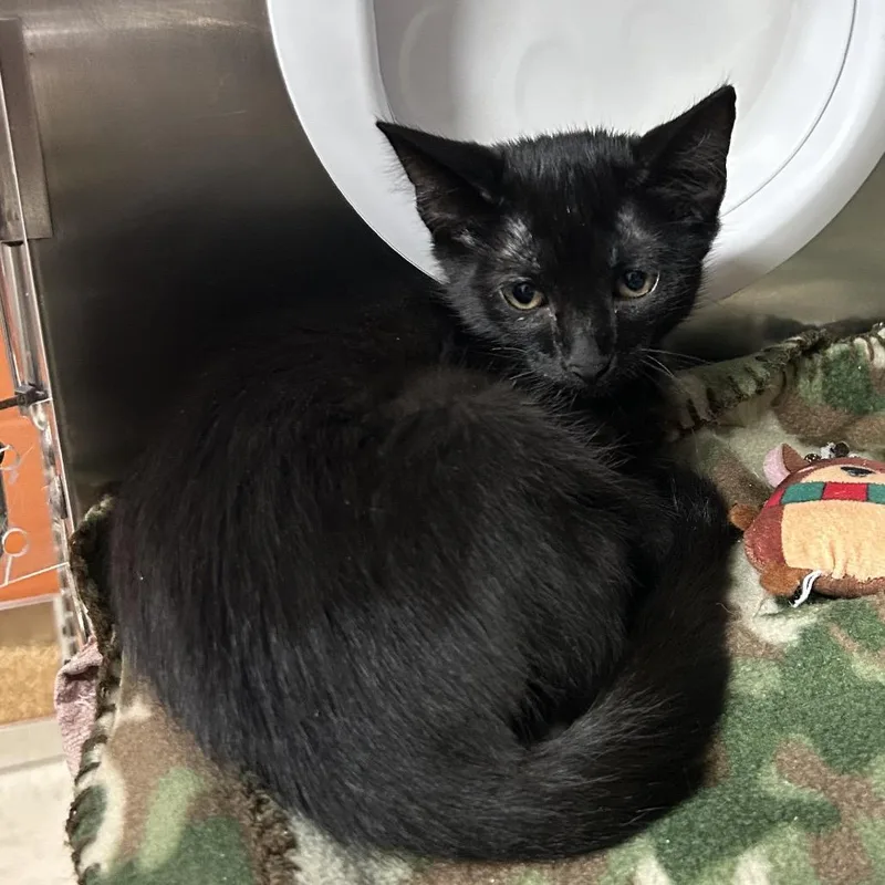 A baby small-sized male Black Domestic Short Hair cat named Treble for adoption in Pensacola, FL