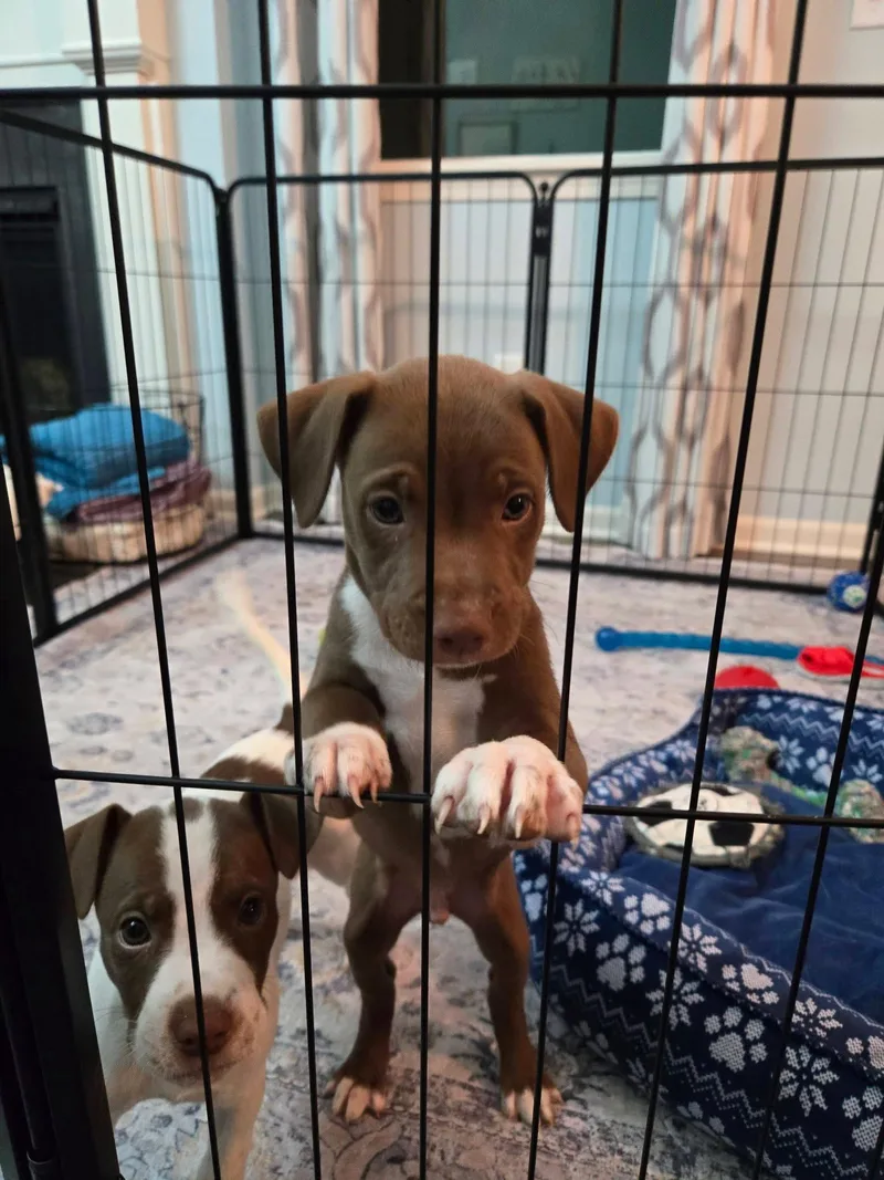 A baby medium-sized male Pit Bull Terrier dog named Teller for adoption in New London, WI