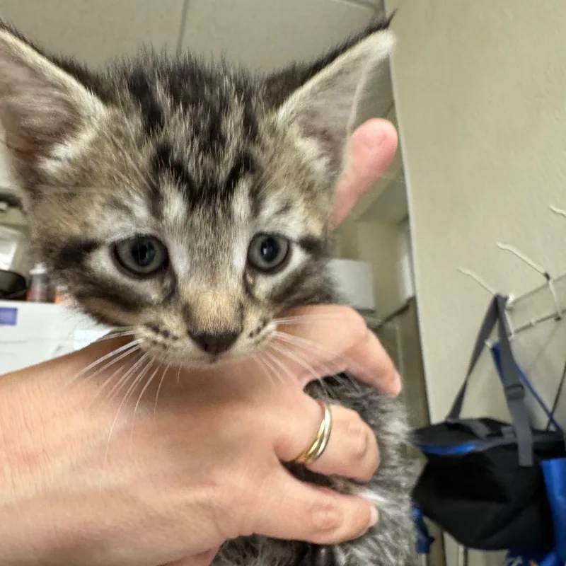 A baby small-sized male Black Domestic Short Hair cat named Candle for adoption in Pekin, IL