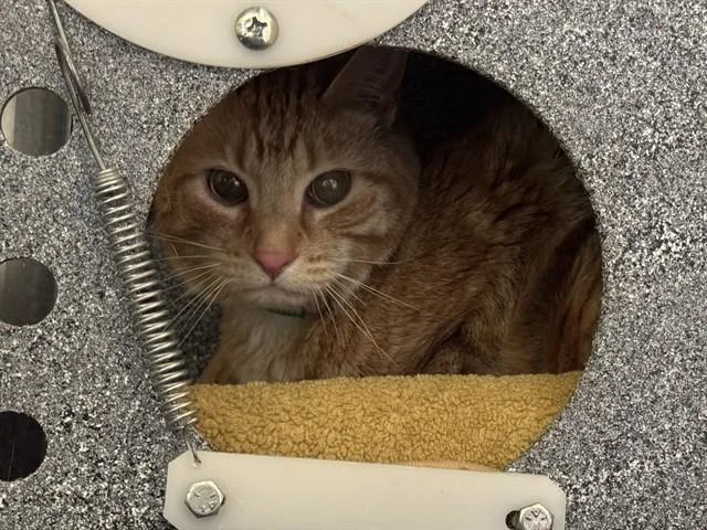 An adult medium-sized male Domestic Short Hair cat named Pepe for adoption in Colorado Springs, CO