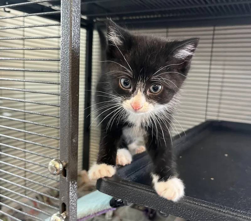 A baby medium-sized male Black & White / Tuxedo Domestic Short Hair cat named F. Scott Fitzgerald for adoption in Seville, OH