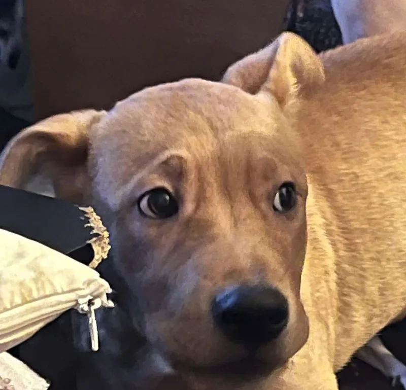 A baby medium-sized male German Shepherd Dog dog named Teddy for adoption in Yukon, OK