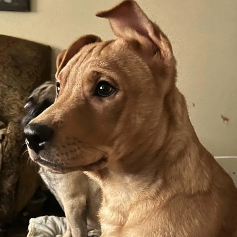 Teddy thumbnail 2