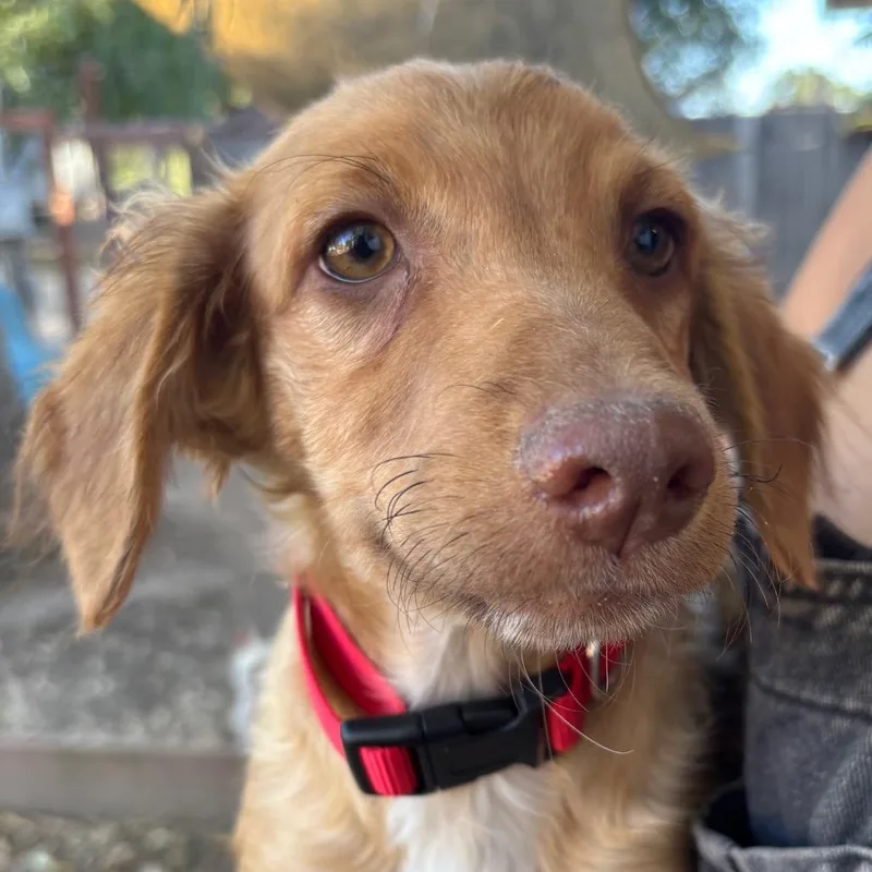 A baby small-sized male Red / Chestnut / Orange Xoloitzcuintli / Mexican Hairless dog named Wally for adoption in Sonoma, CA