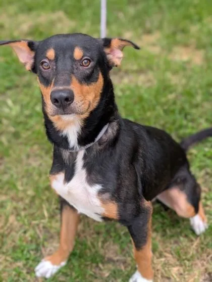 A young medium-sized male Terrier dog named Buckaroo for adoption in Gulfport, MS