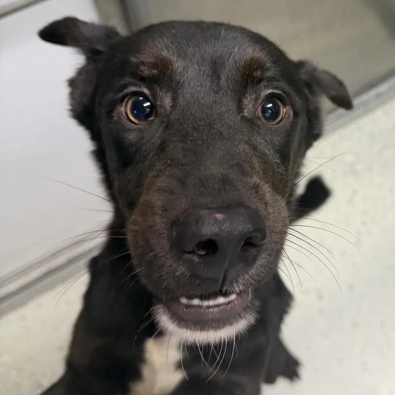 A young medium-sized male Black Australian Shepherd dog named Koa for adoption in Marion, VA