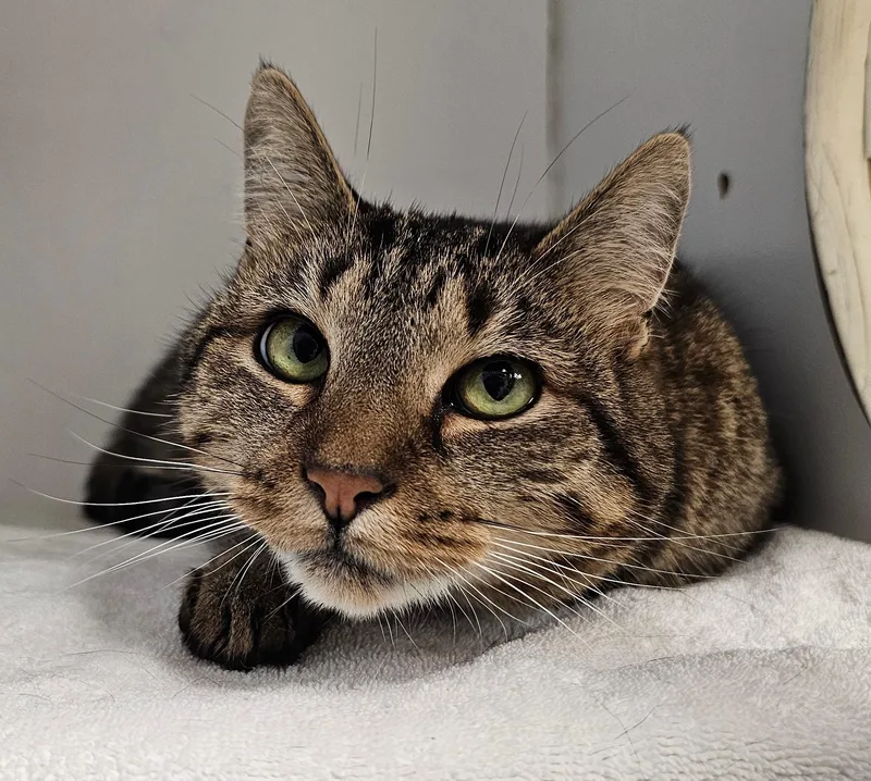 A senior medium-sized male Tabby (Brown / Chocolate) Domestic Short Hair cat named Marshall Mathers for adoption in Norwalk, CT