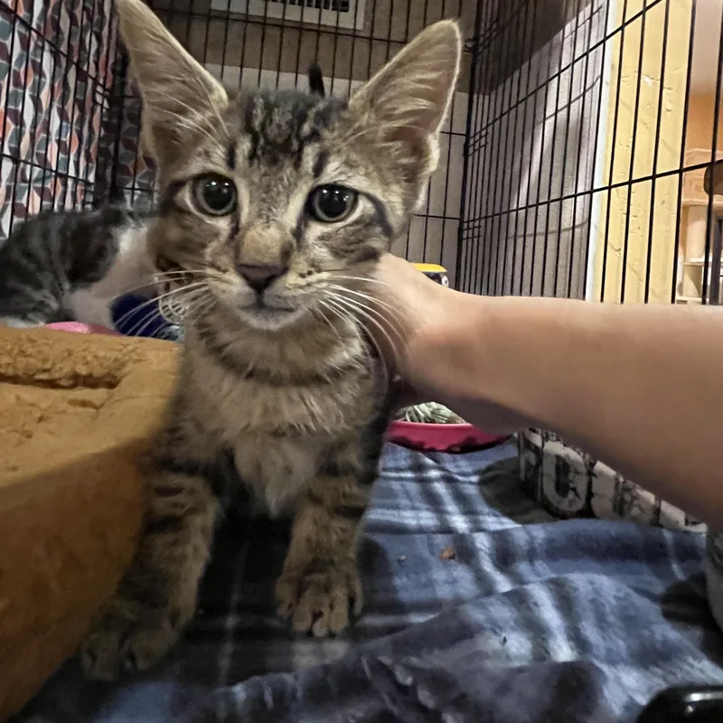 A baby small-sized male Tabby (Buff / Tan / Fawn) Domestic Short Hair cat named River for adoption in Boca Raton, FL