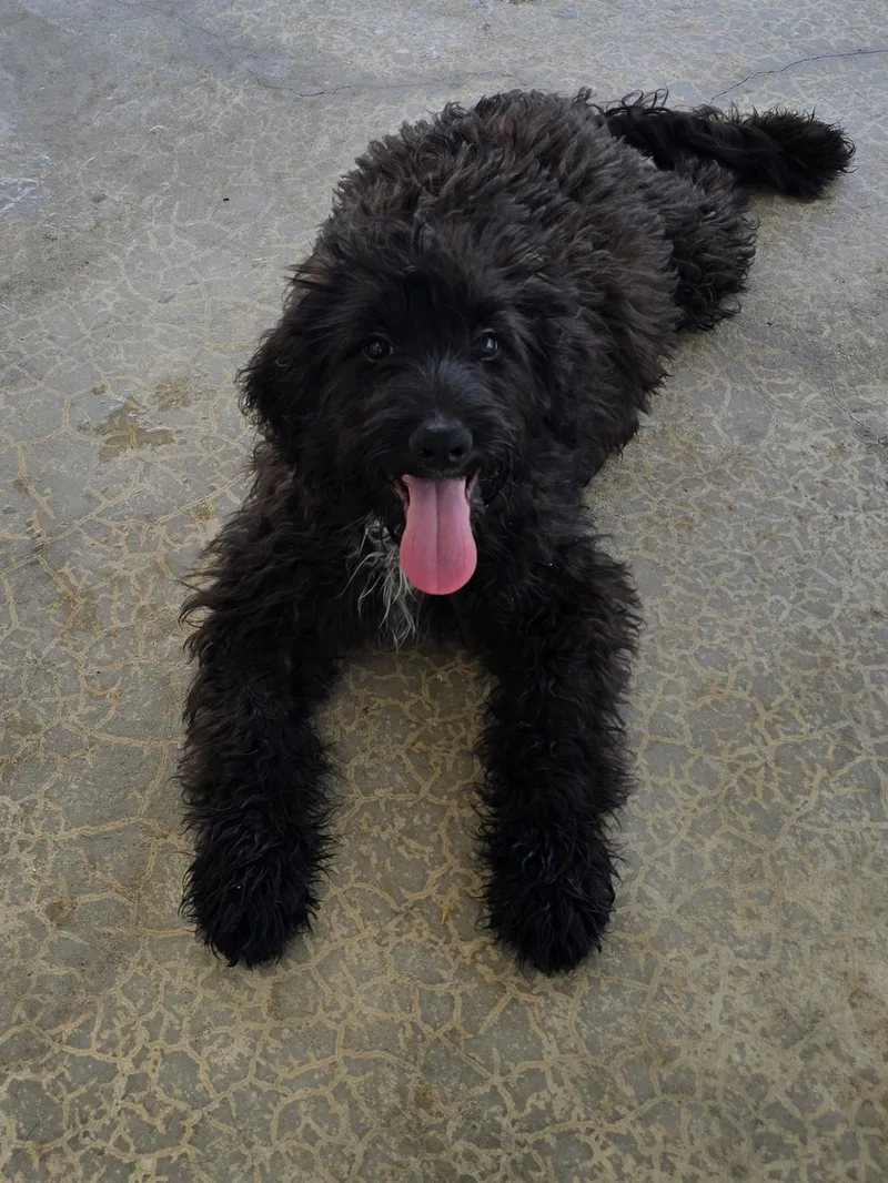 A baby medium-sized female Black Poodle dog named Vespera for adoption in Newfoundland, NJ