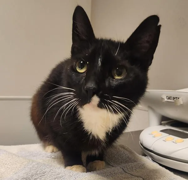 A senior medium-sized female Domestic Short Hair cat named Mochi for adoption in Dublin, CA