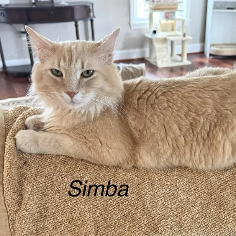 An adult medium-sized male Buff / Tan / Fawn Domestic Long Hair cat named Simba for adoption in Fairfax Station, VA