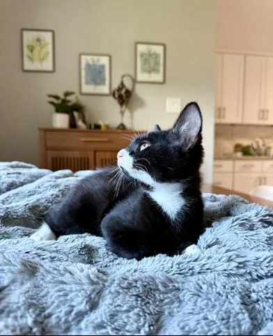 A baby medium-sized male Black & White / Tuxedo Domestic Short Hair cat named Pip for adoption in Liverpool, TX