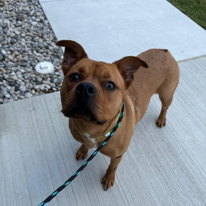 A young large-sized female Brown / Chocolate Boxer dog named Dolly for adoption in Fort Wayne, IN