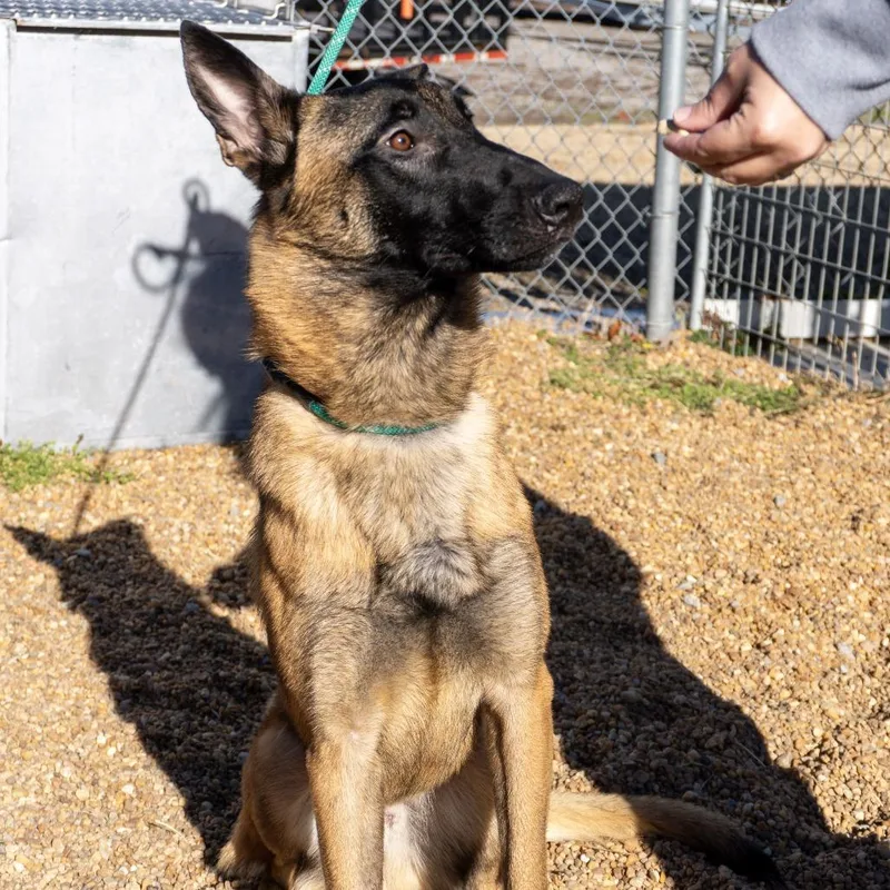A young large-sized male Yellow / Tan / Blond / Fawn Belgian Shepherd / Malinois dog named Ty for adoption in Elizabeth City, NC