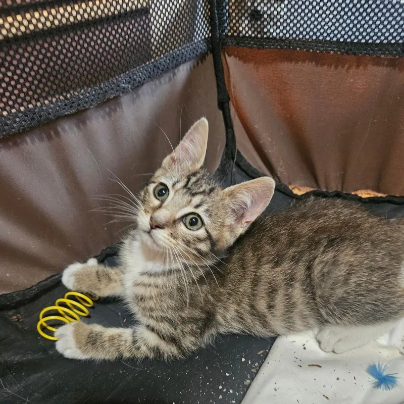 A baby small-sized female Brown / Chocolate Domestic Short Hair cat named Jennifer for adoption in Hattiesburg, MS