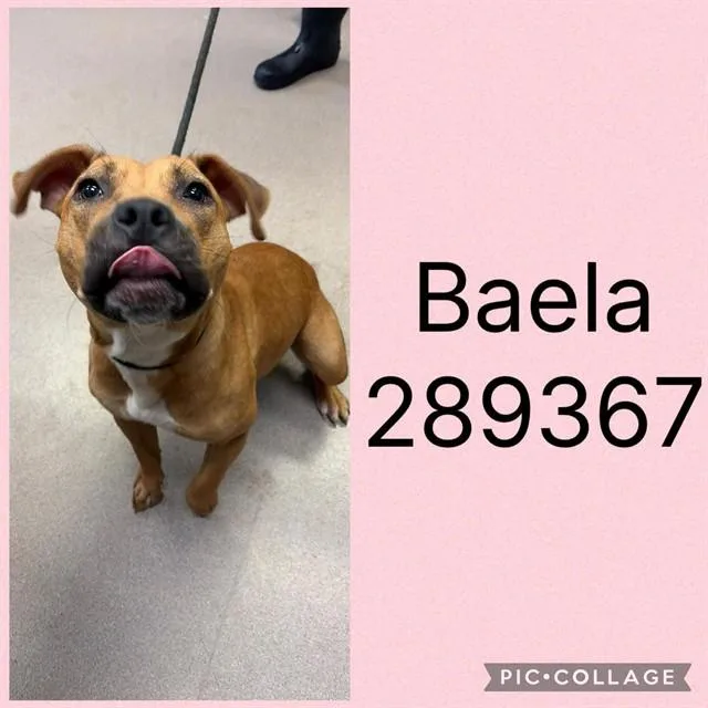 A young large-sized female Mixed Breed dog named Baela for adoption in Macon, GA