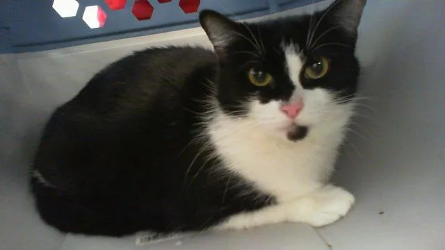 An adult large-sized female Domestic Short Hair cat named Bonnie for adoption in Charlotte, NC