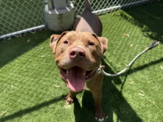 An adult large-sized male Pit Bull Terrier dog named Woody for adoption in Los Angeles, CA
