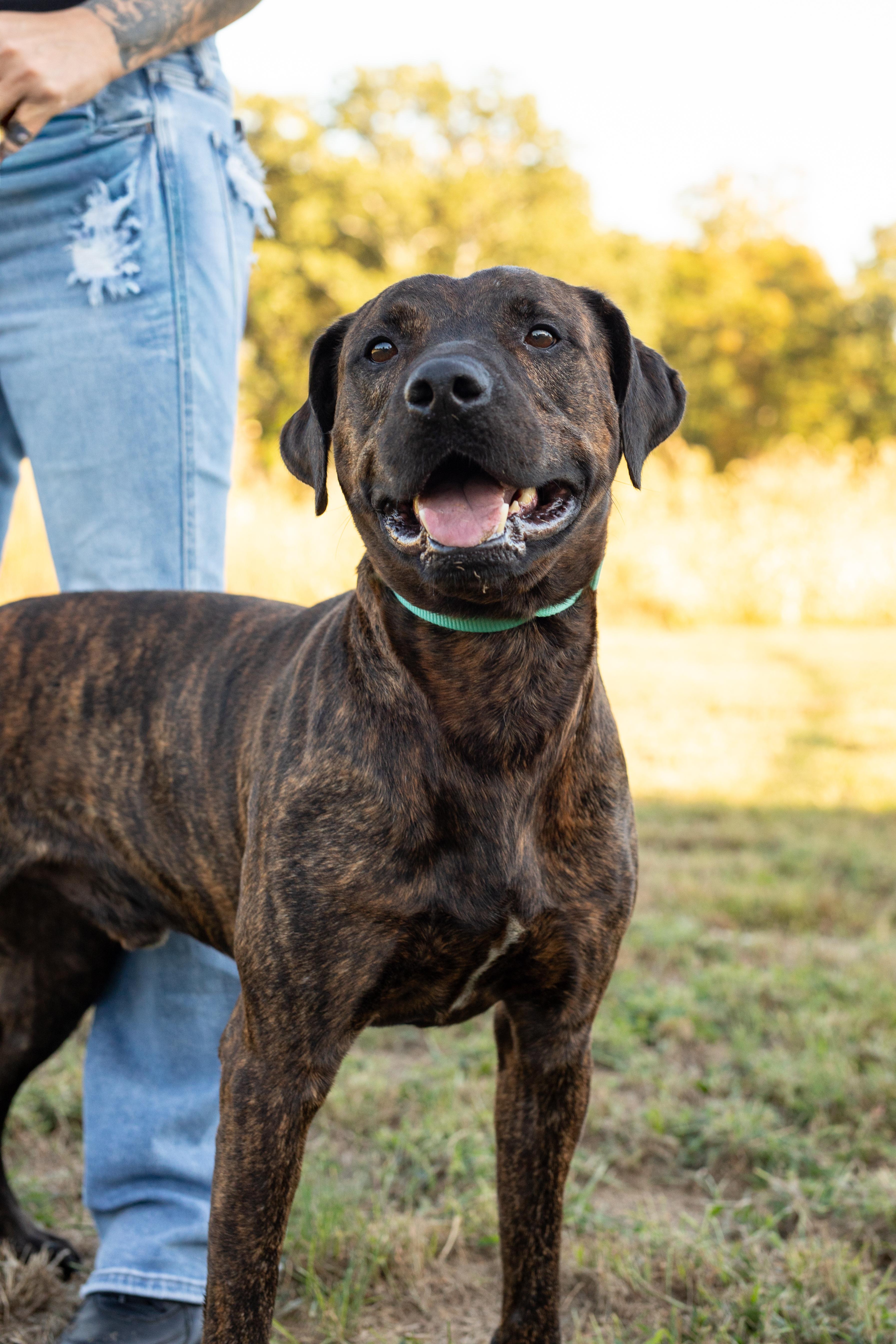 A young medium-sized male Pit Bull Terrier dog named Arlo for adoption in Dixon, KY